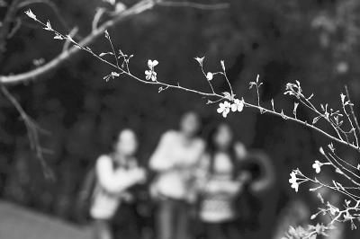 武汉大学樱花季